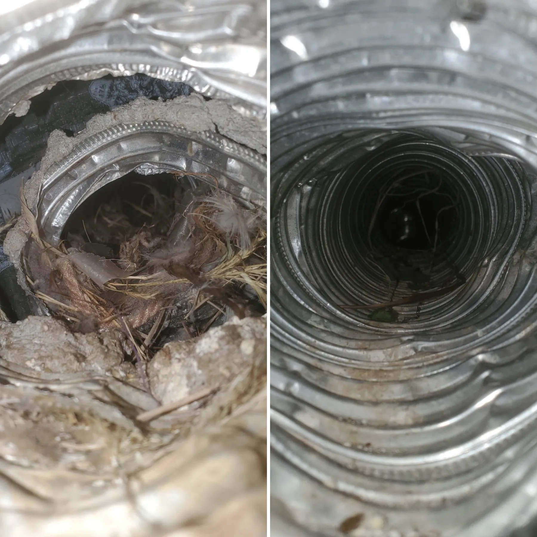 Bird nesting material found in a dryer vent